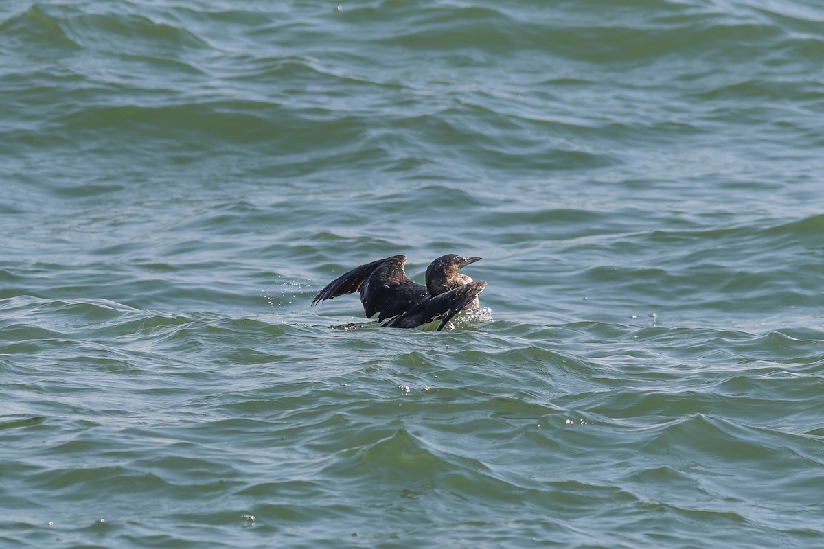 Arctic Loon - ML644638860