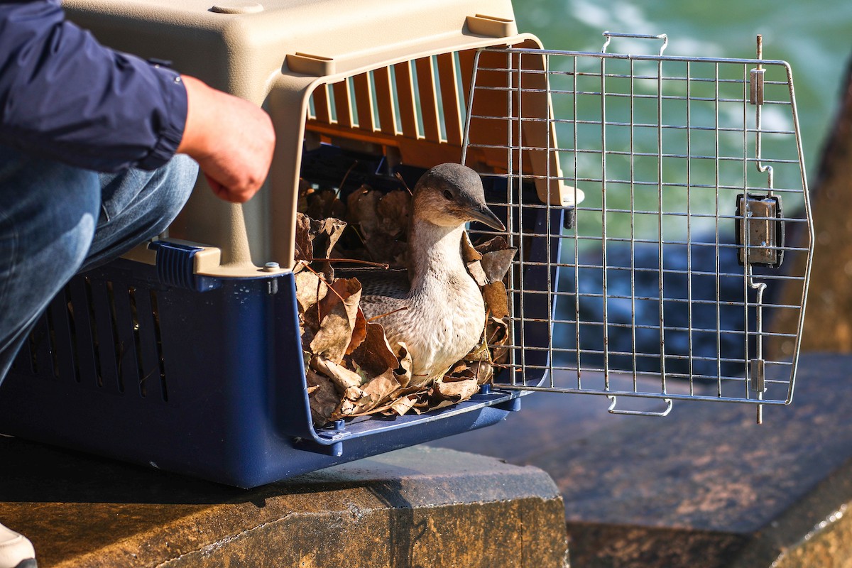 Arctic Loon - ML644638863