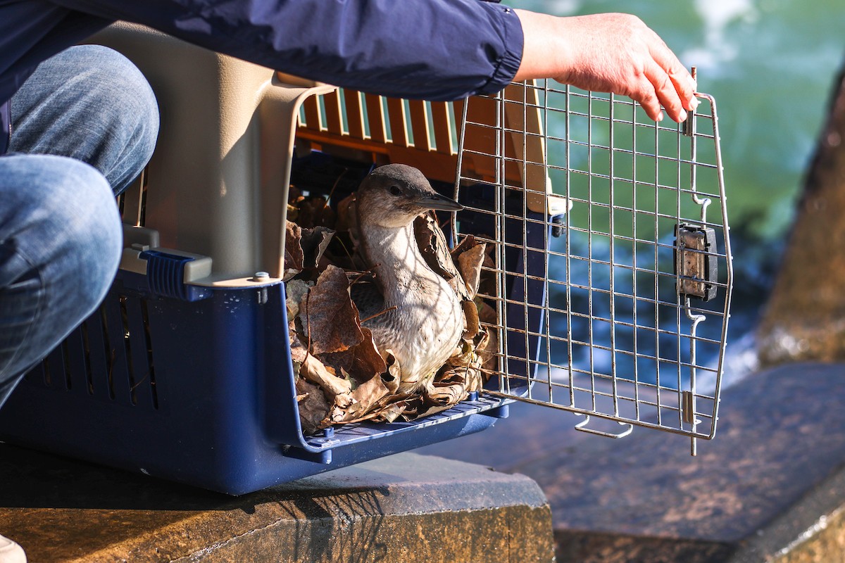 Arctic Loon - ML644638864