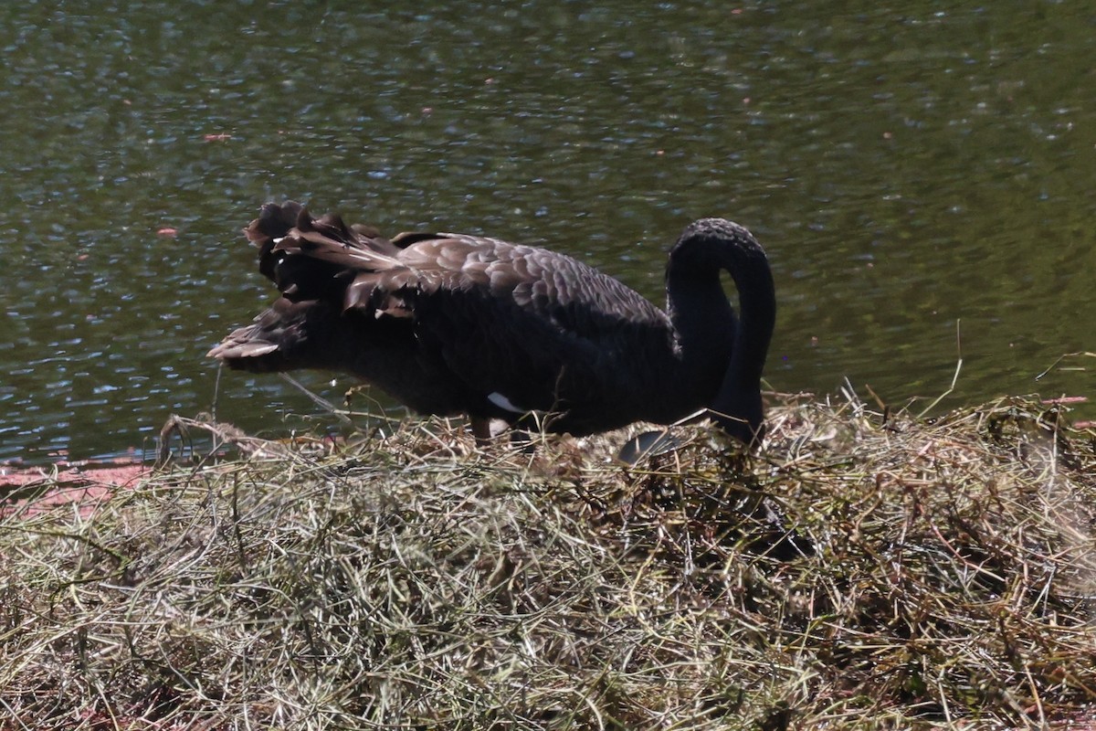 Black Swan - ML644638913