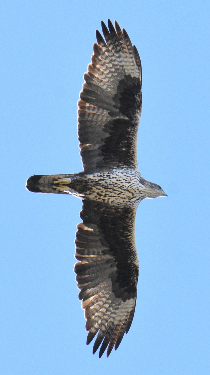 Bonelli's Eagle - ML644638919