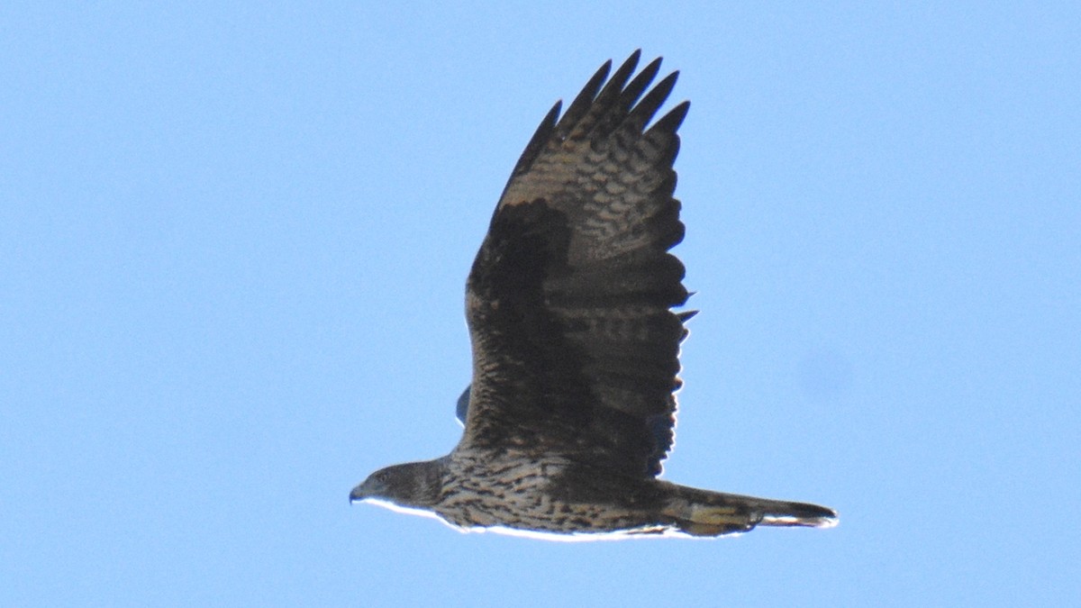 Bonelli's Eagle - ML644638920