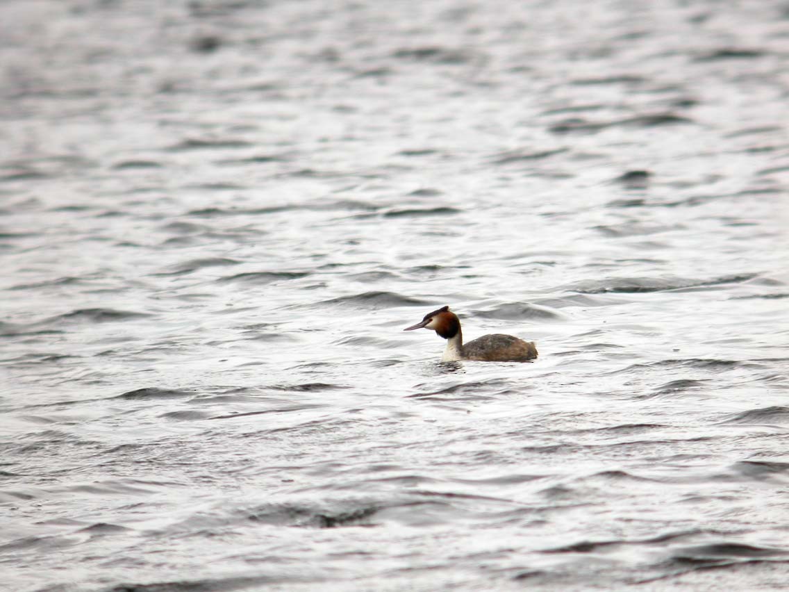 Great Crested Grebe - ML644638929