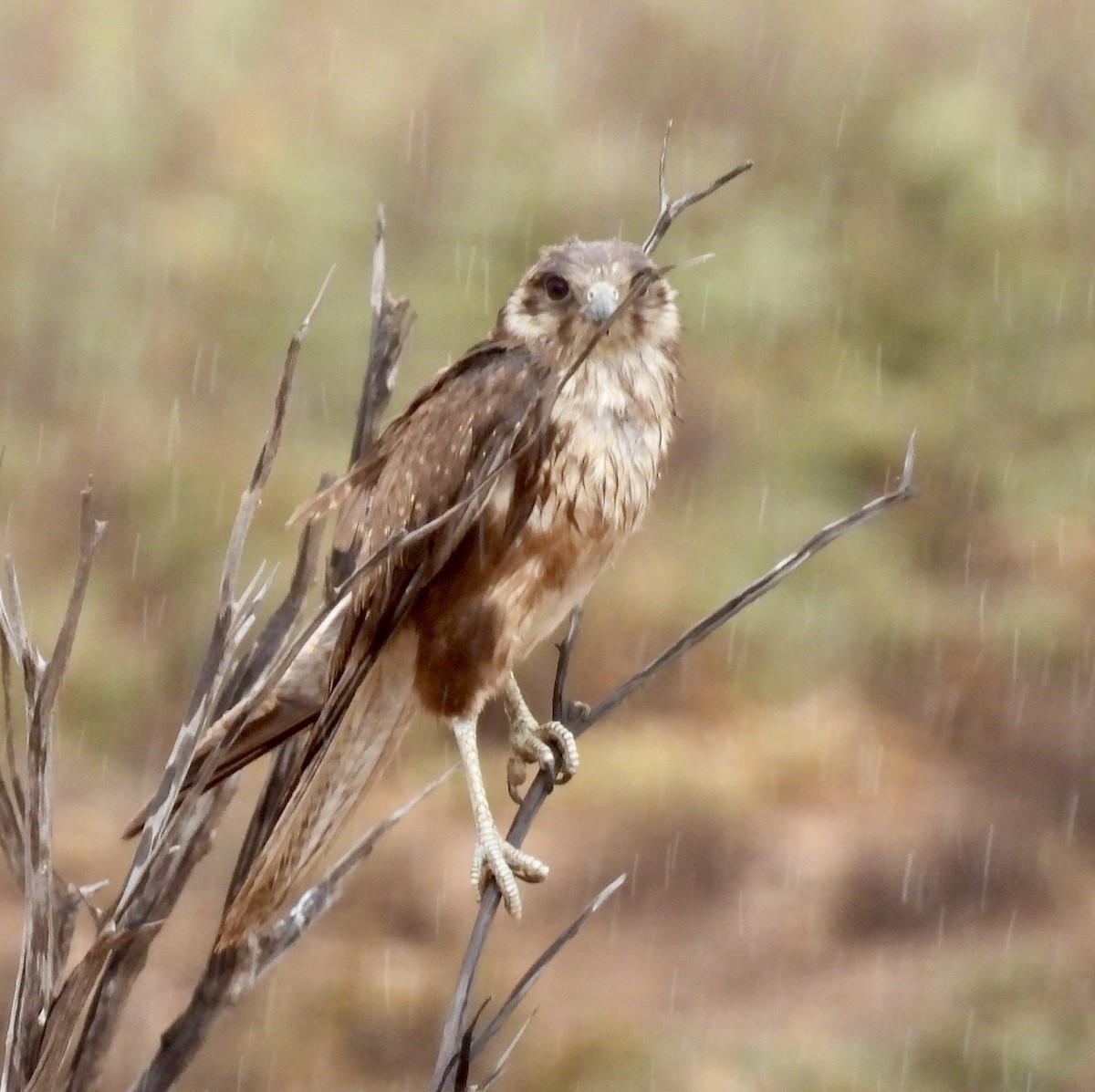 Brown Falcon - ML644638938