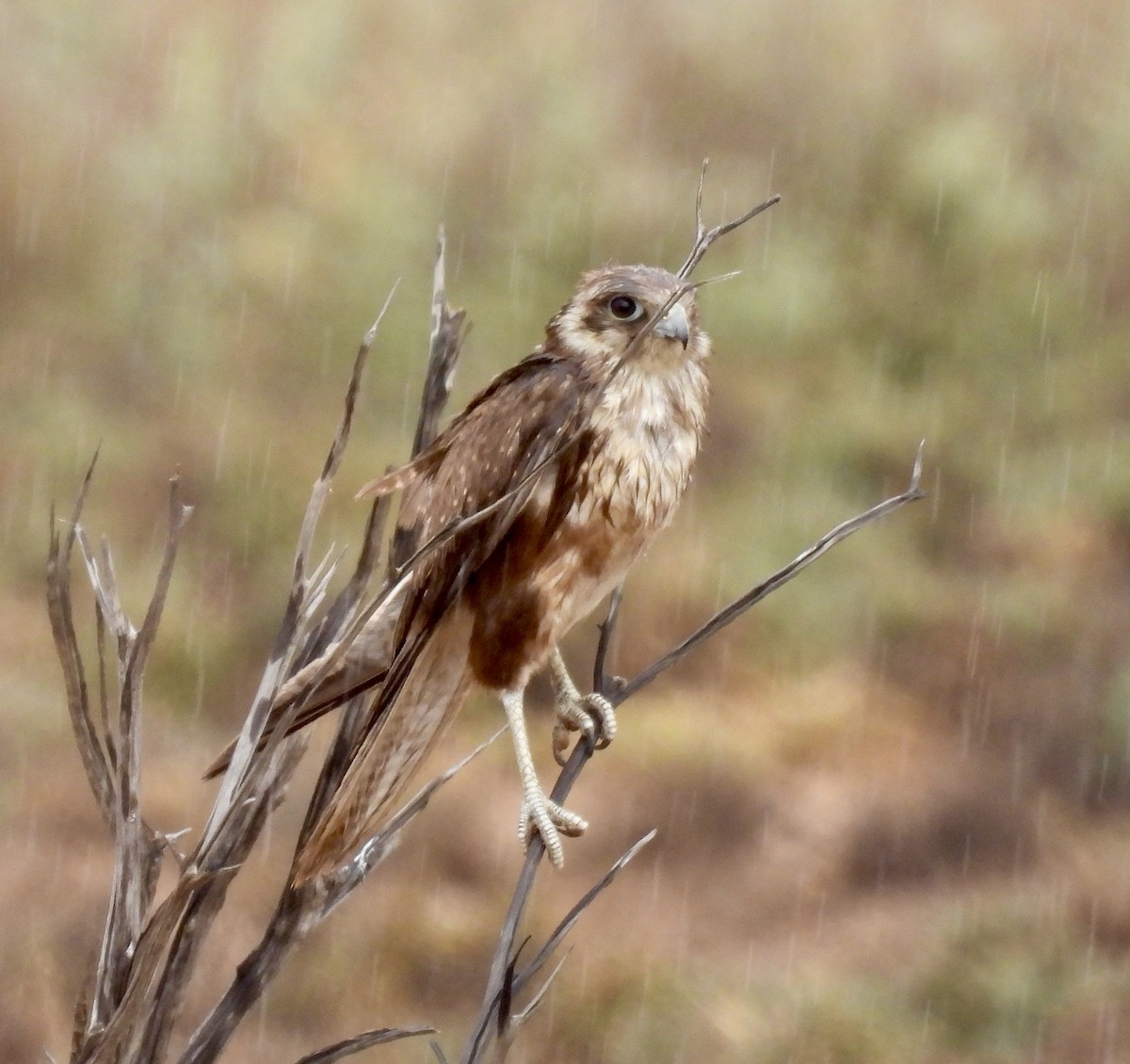 Brown Falcon - ML644638939