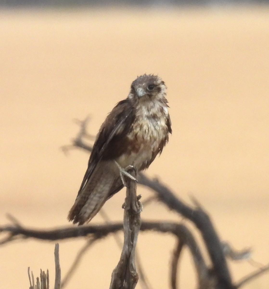 Brown Falcon - ML644638942