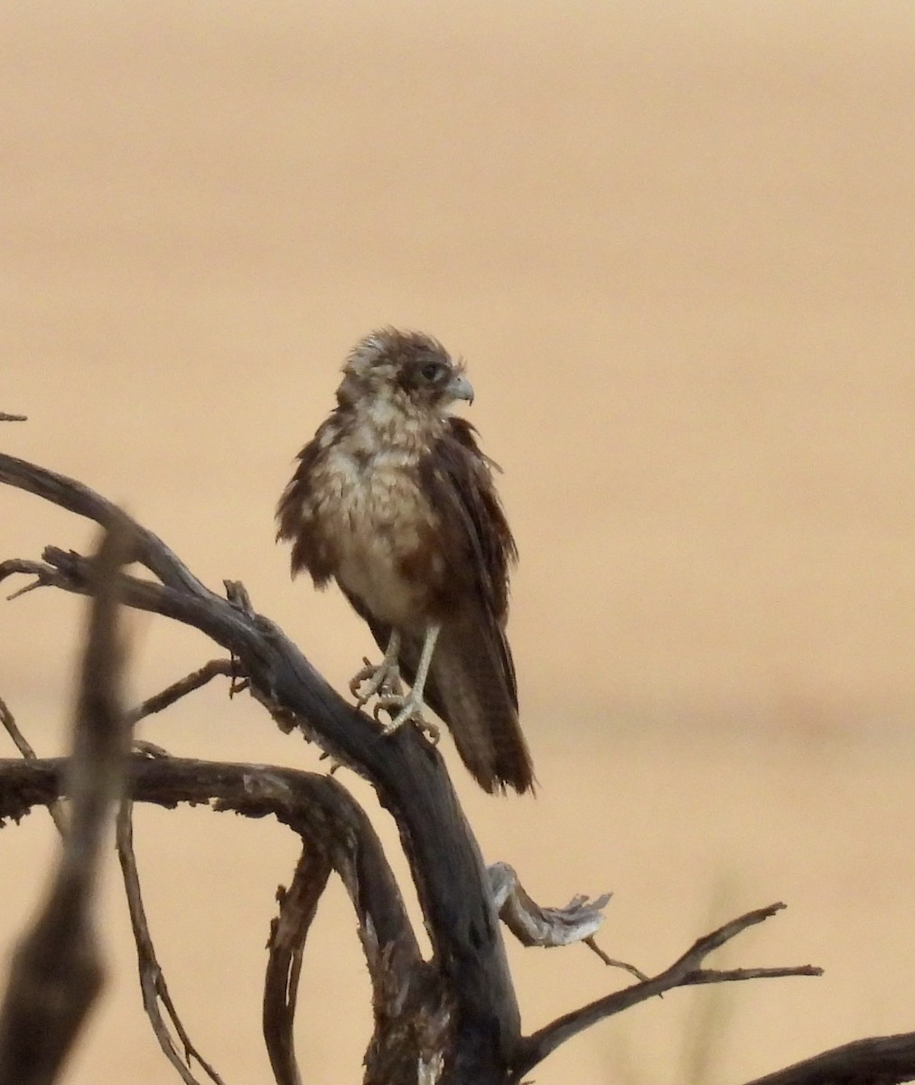 Brown Falcon - ML644638944