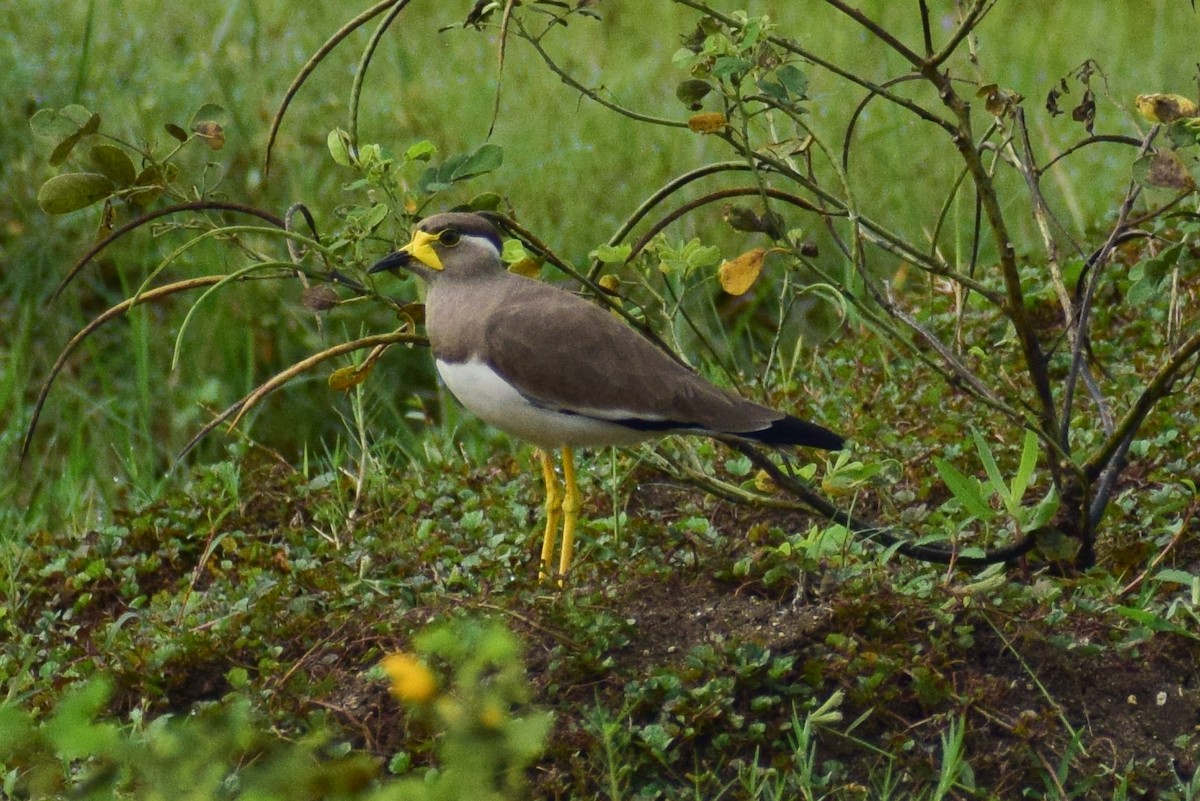 Yellow-wattled Lapwing - ML644638945