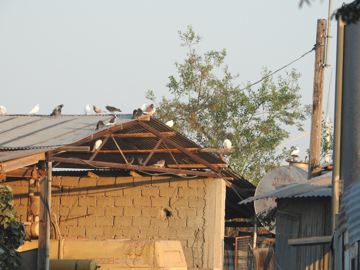 Голуб сизий (міський) - ML644638947