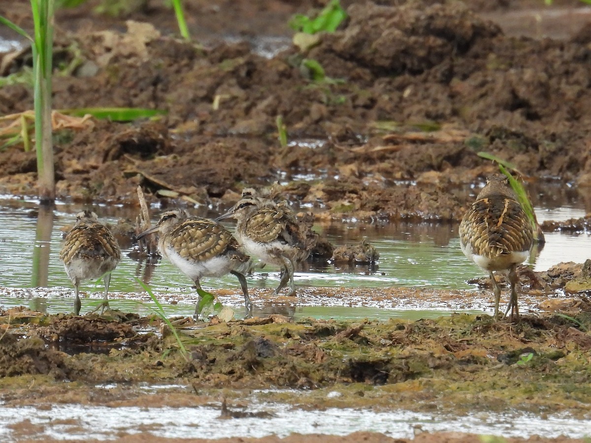 Өнгөт хараалжир - ML644638957