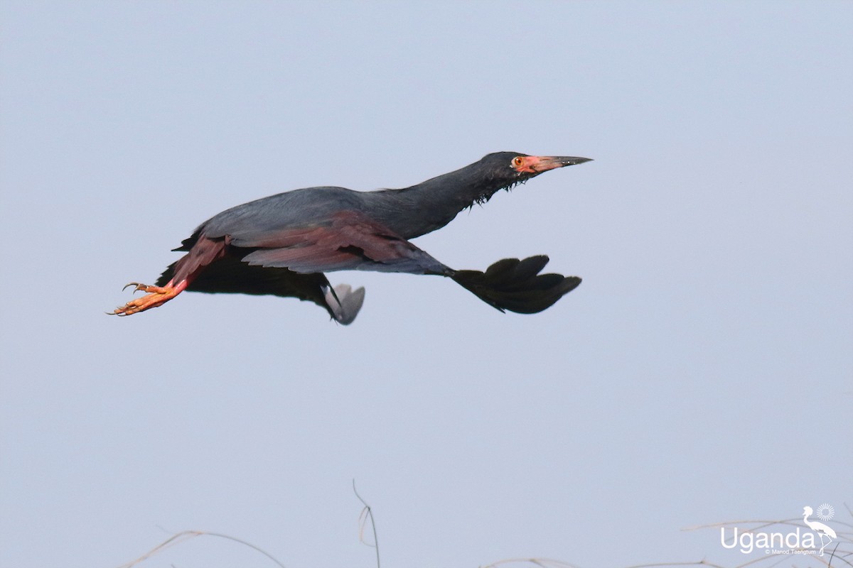 Рыжебрюхая цапля - ML644638972