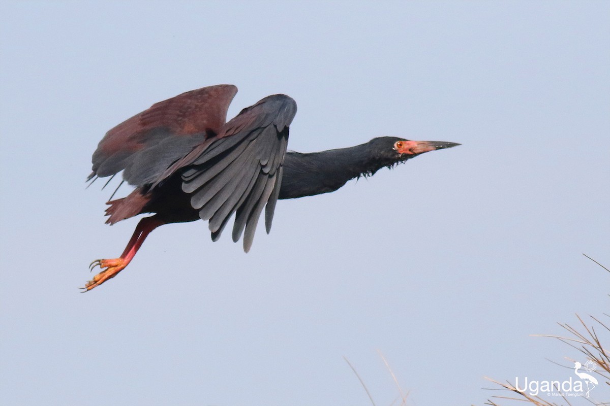 Рыжебрюхая цапля - ML644638973