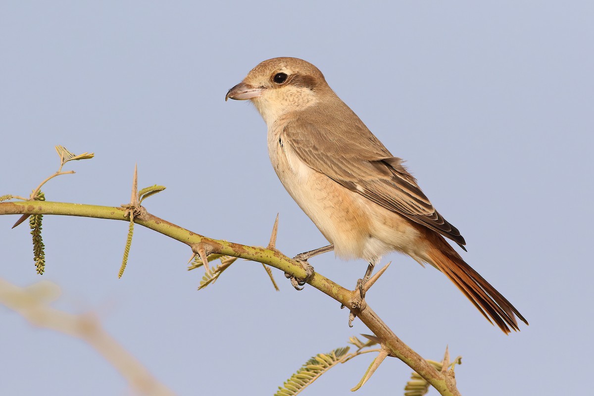 Isabelline Shrike - ML644638974