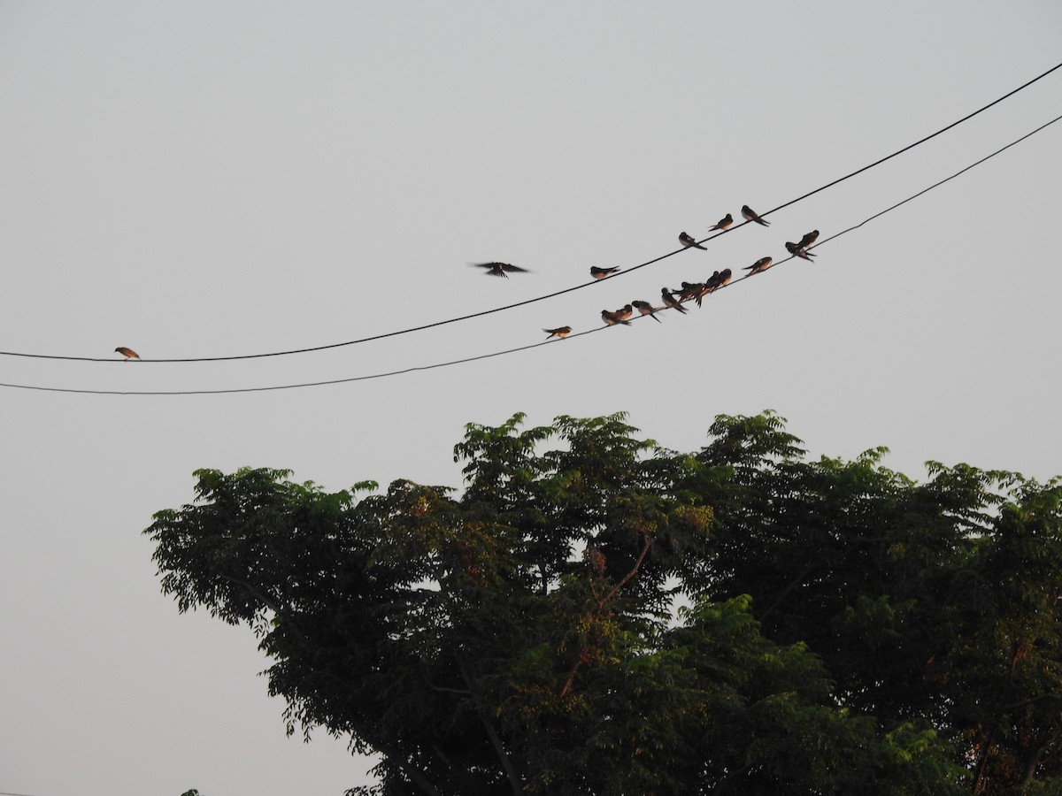 Ластівка сільська - ML644638976