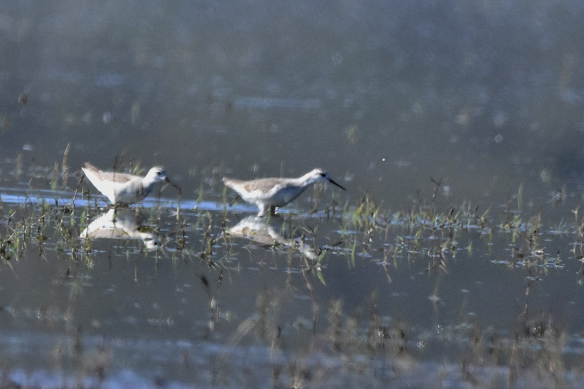 Wilson mendebal-txoria - ML644638989