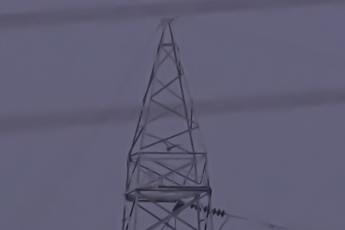 Falco pellegrino - ML644638993