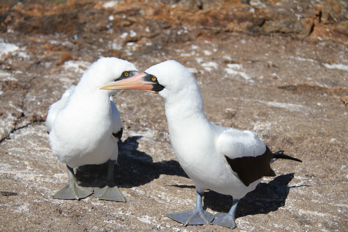 Nazca Booby - ML644638996
