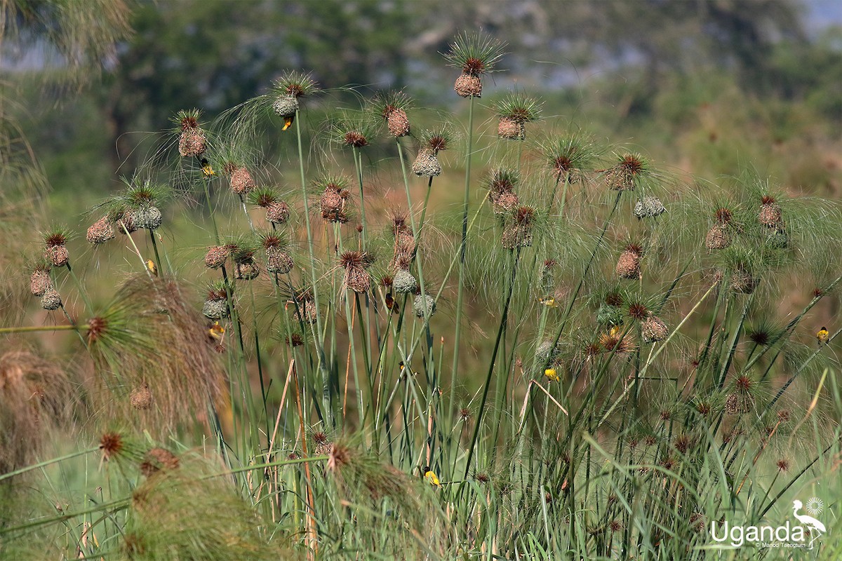 Golden-backed Weaver - ML644639001