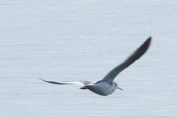 Black-bellied Tern - ML644639004