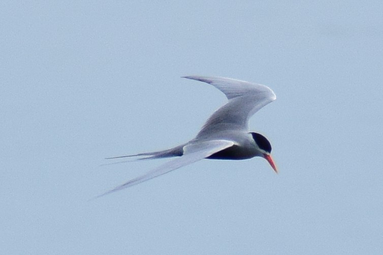 Black-bellied Tern - ML644639006