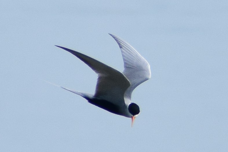 Black-bellied Tern - ML644639007