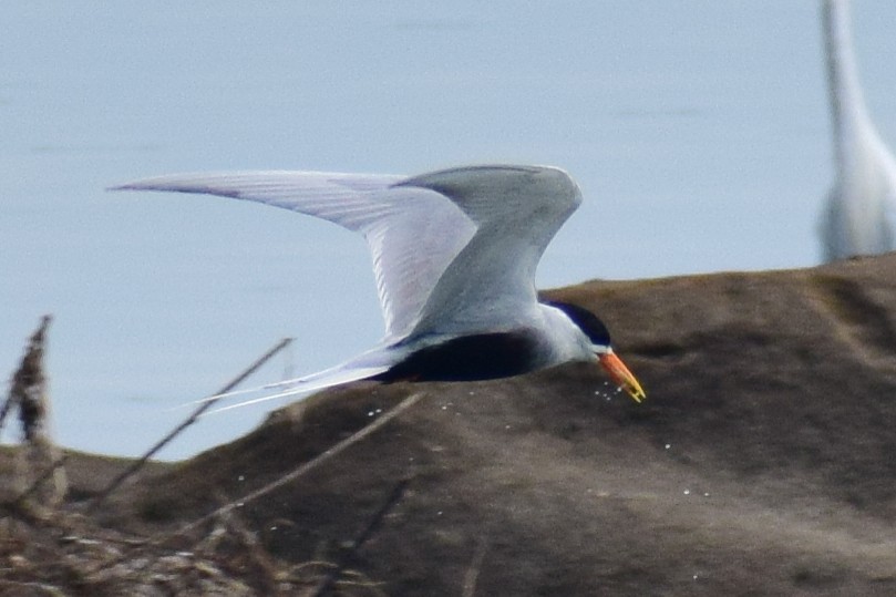 Black-bellied Tern - ML644639008