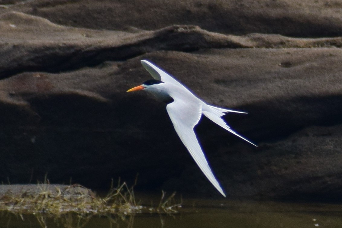 Black-bellied Tern - ML644639009
