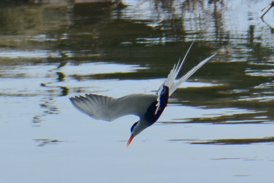 Black-bellied Tern - ML644639010