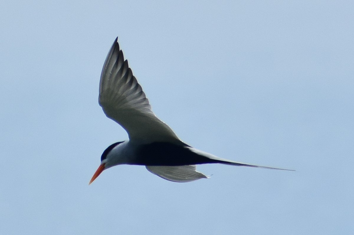Black-bellied Tern - ML644639012