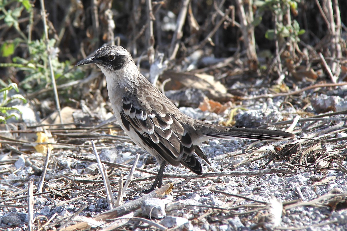 Galapagos Mockingbird - ML644639013