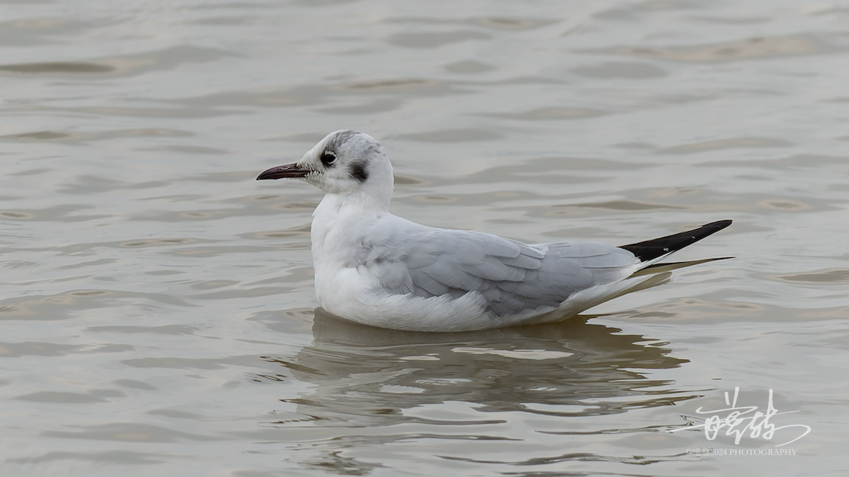 Antxeta mokogorria - ML644639015