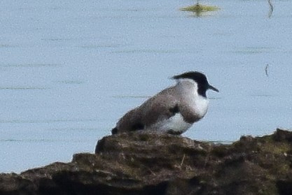 River Lapwing - ML644639016