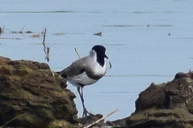 River Lapwing - ML644639017