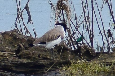 River Lapwing - ML644639018