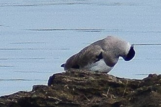 River Lapwing - ML644639019