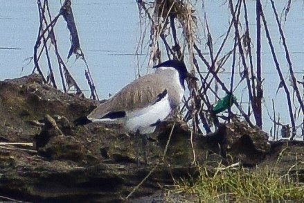 River Lapwing - ML644639021