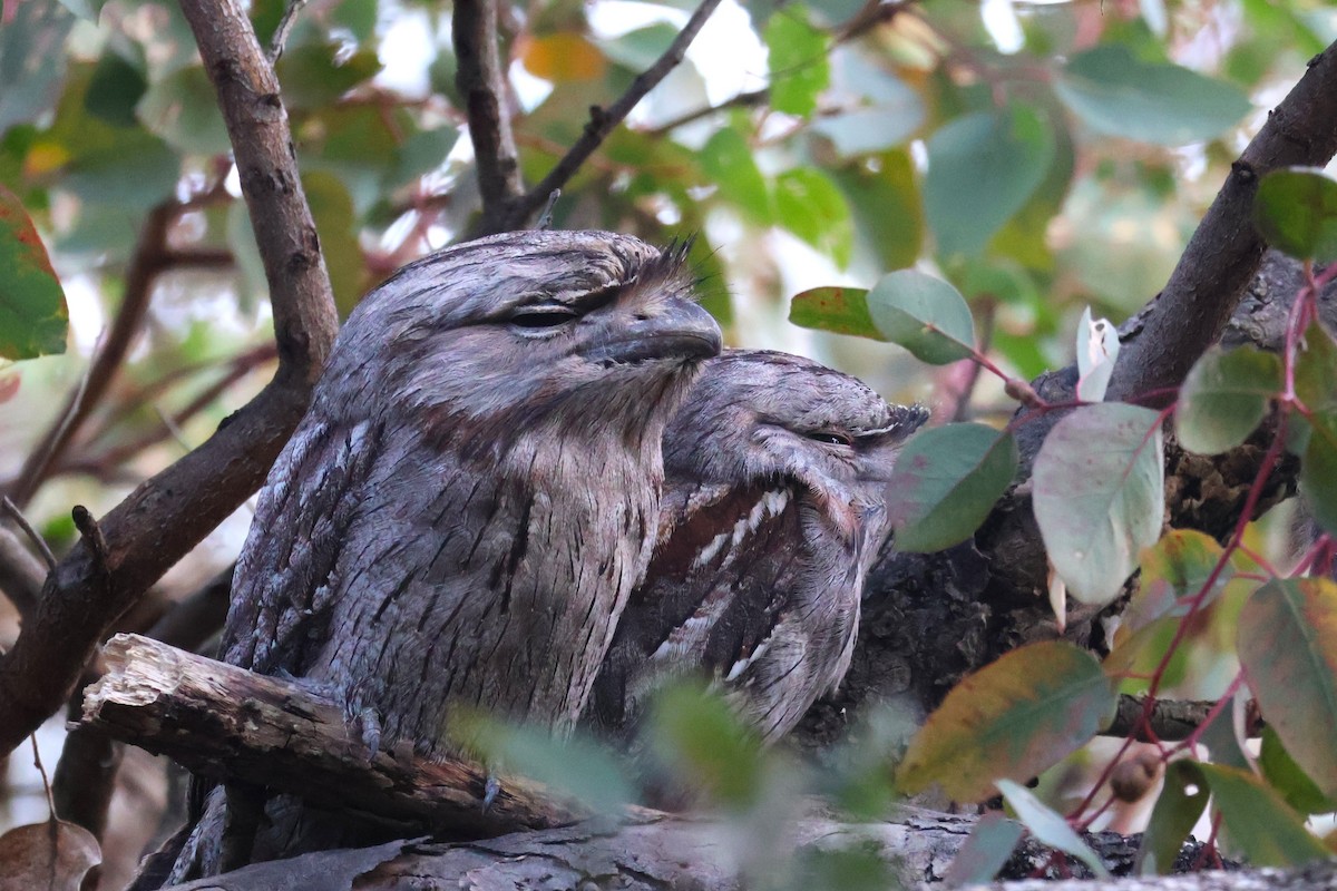 Tawny Frogmouth - ML644639022