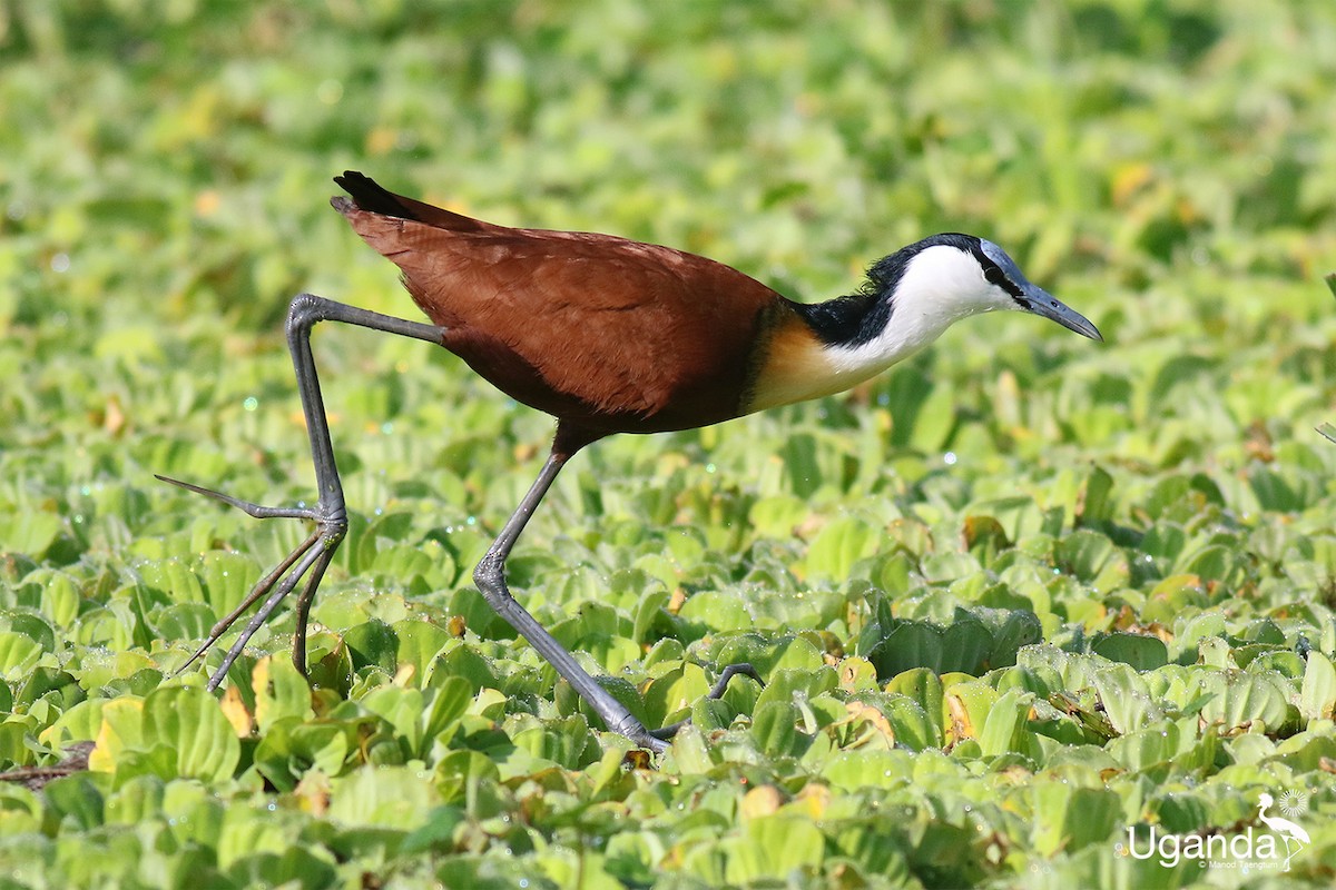 Jakana afrikarra - ML644639023