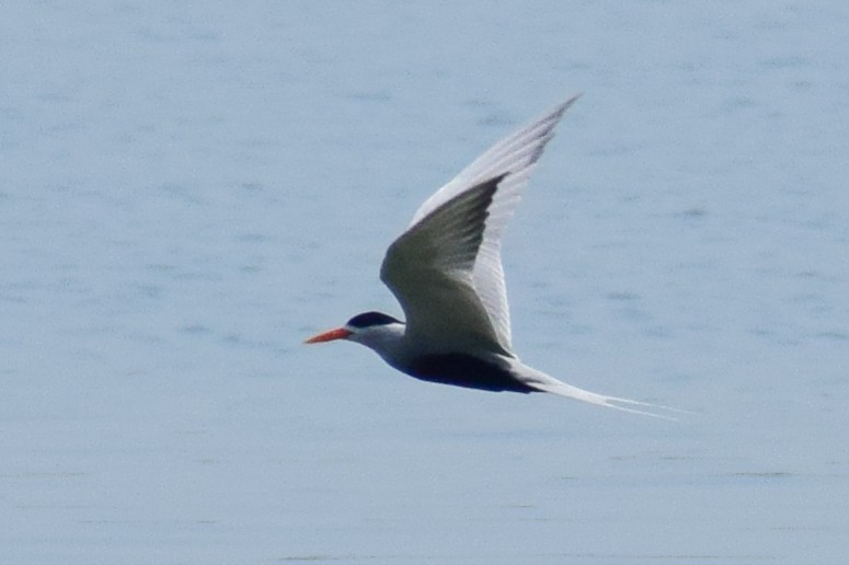 Black-bellied Tern - ML644639025