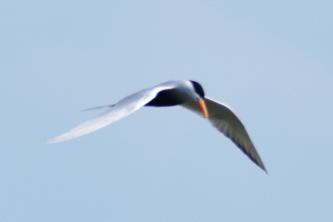 Black-bellied Tern - ML644639026
