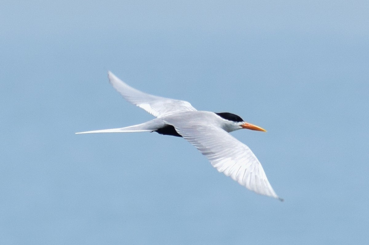 Black-bellied Tern - ML644639027