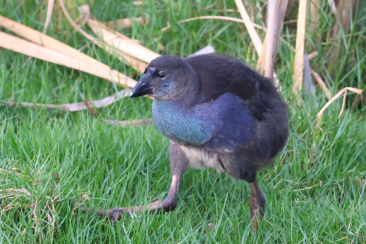 Australasian Swamphen - ML644639030