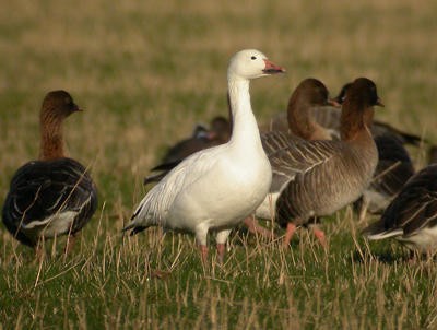 Oie des neiges - ML644639038