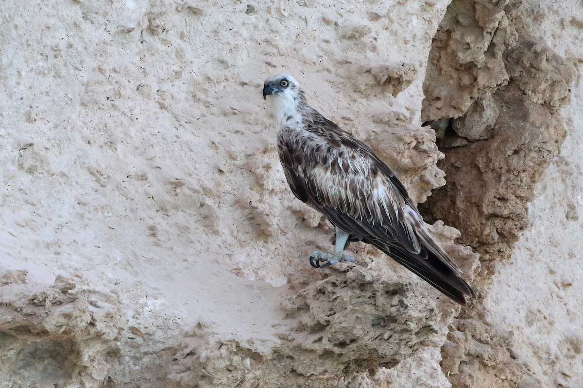 Balbuzard pêcheur - ML644639077