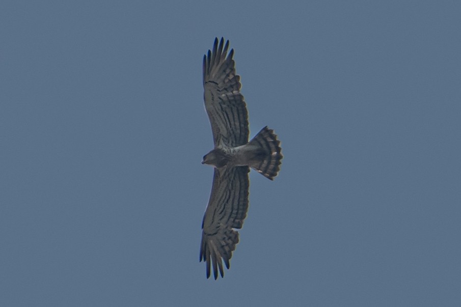 Circaète Jean-le-Blanc - ML644639082