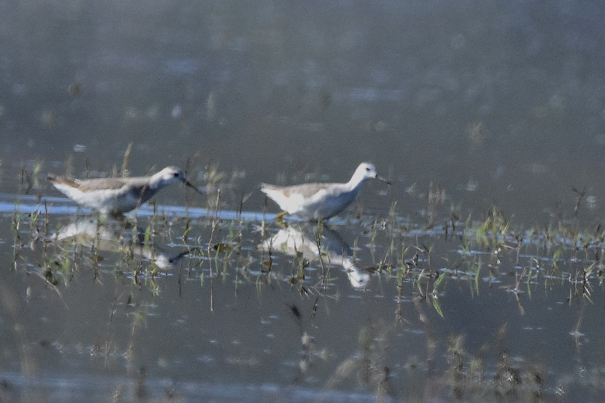 Phalarope de Wilson - ML644639083