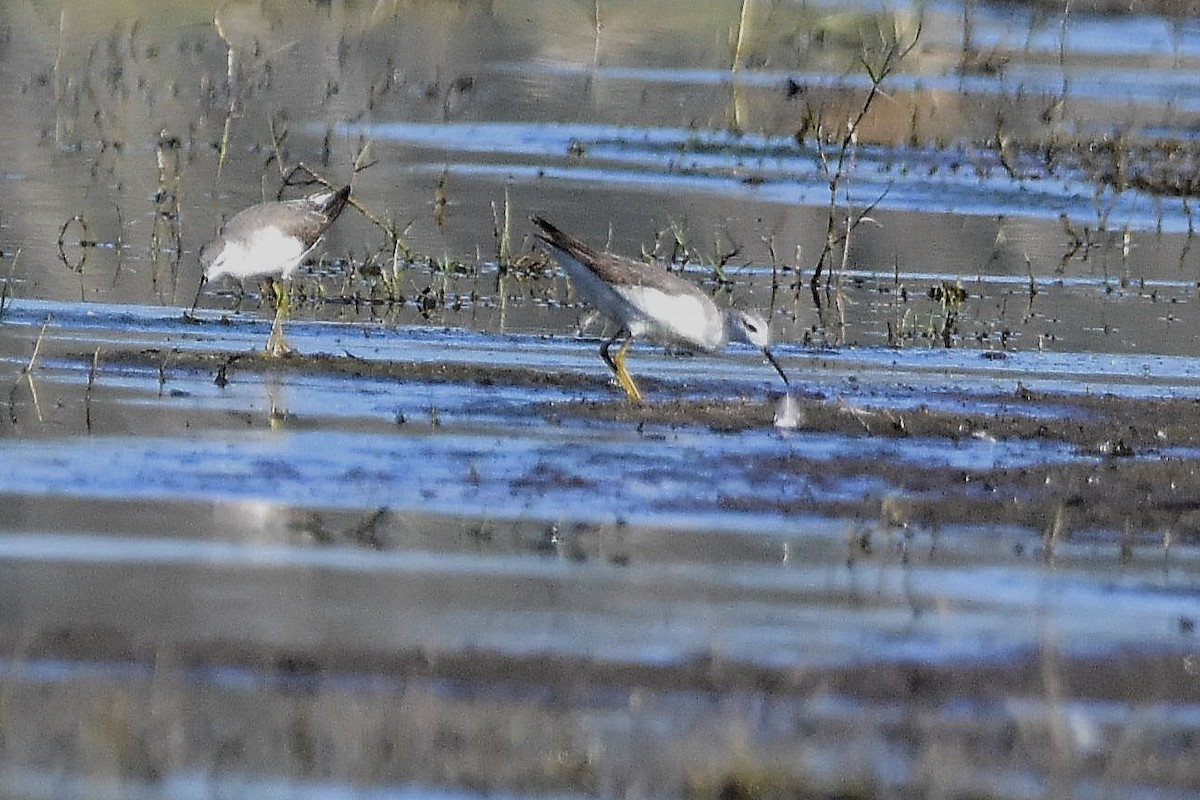 Phalarope de Wilson - ML644639084