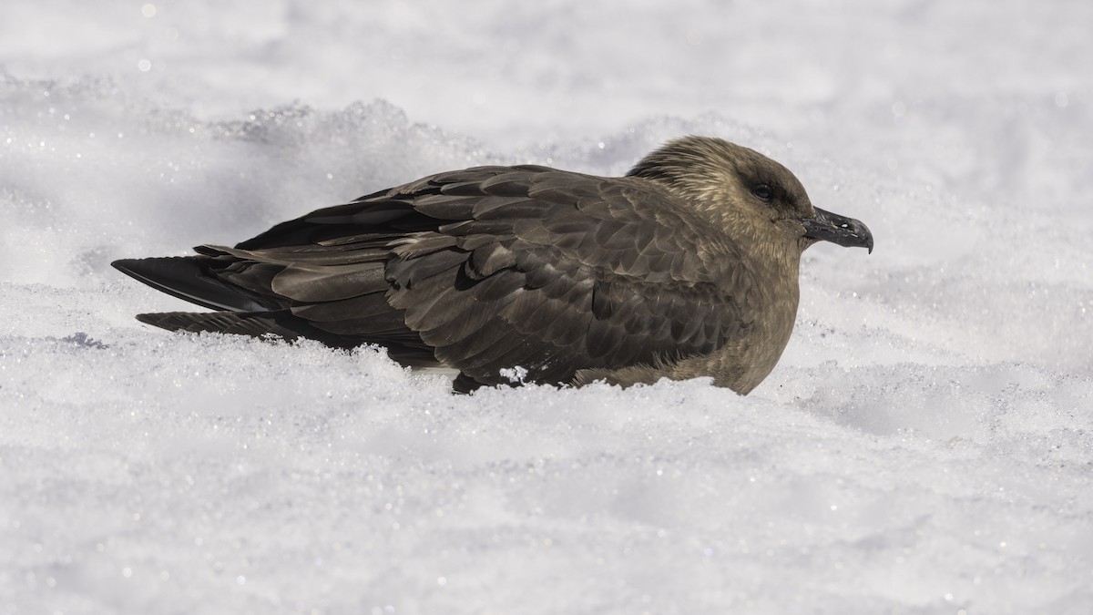 Labbe de McCormick - ML644639086