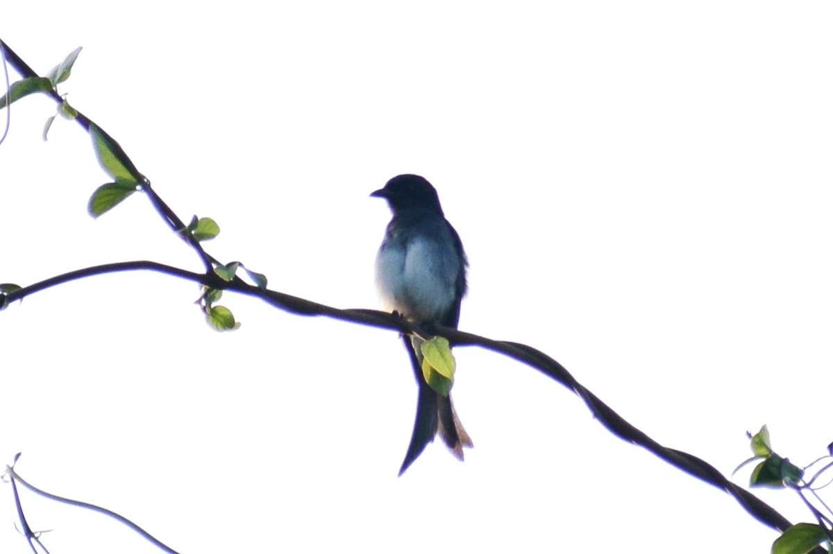 Drongo à ventre blanc - ML644639087