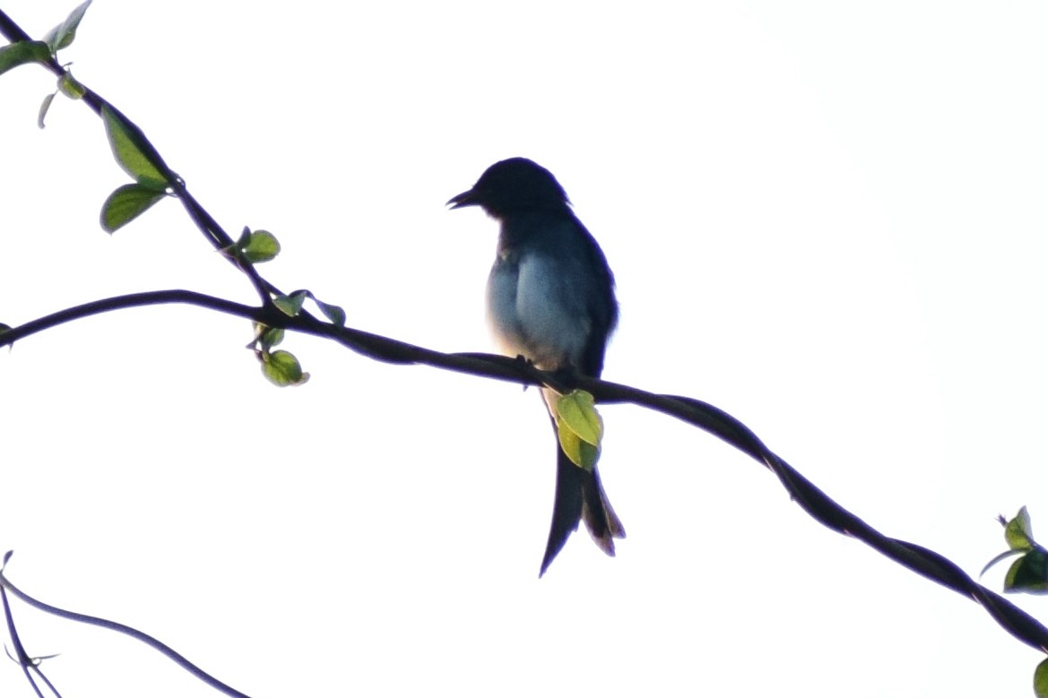 Drongo à ventre blanc - ML644639088